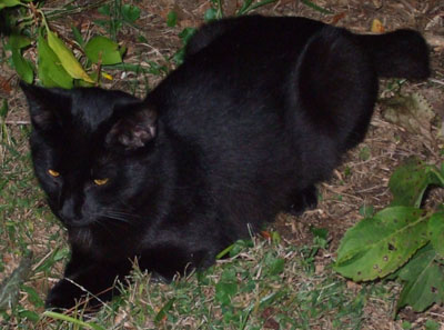 Bobo in the back yard.