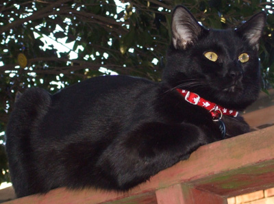 Hanging out on the back porch