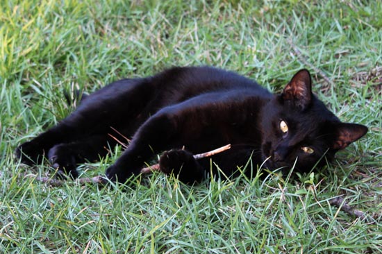 Bobo plays with a stick!