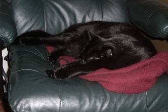 Bubba asleep on a chair -- mmmm... blanket