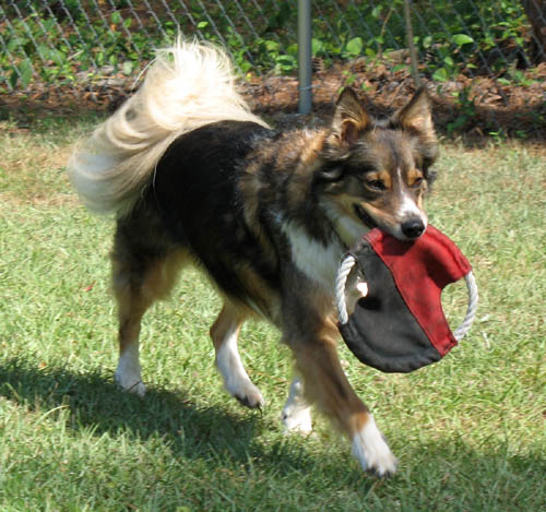 J.C. and a soft frisbee toy