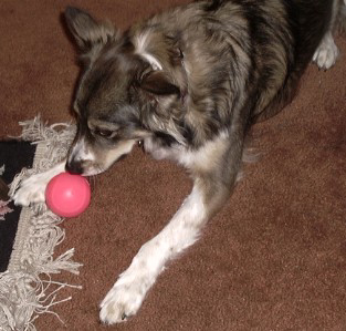 J.C. loves to play with his ball in the house.