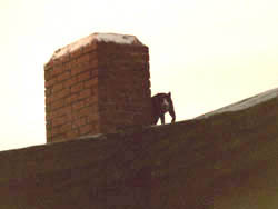 Rascal on the Roof