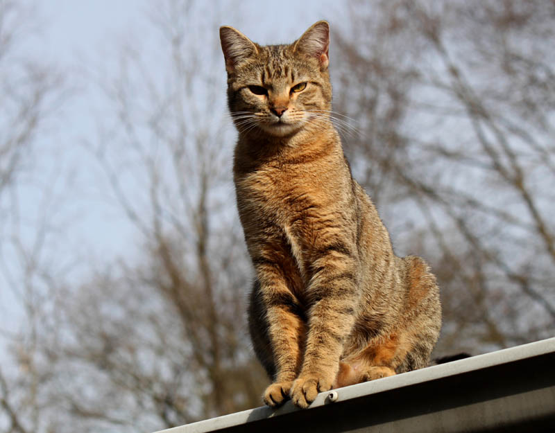 Sunshine on the Roof